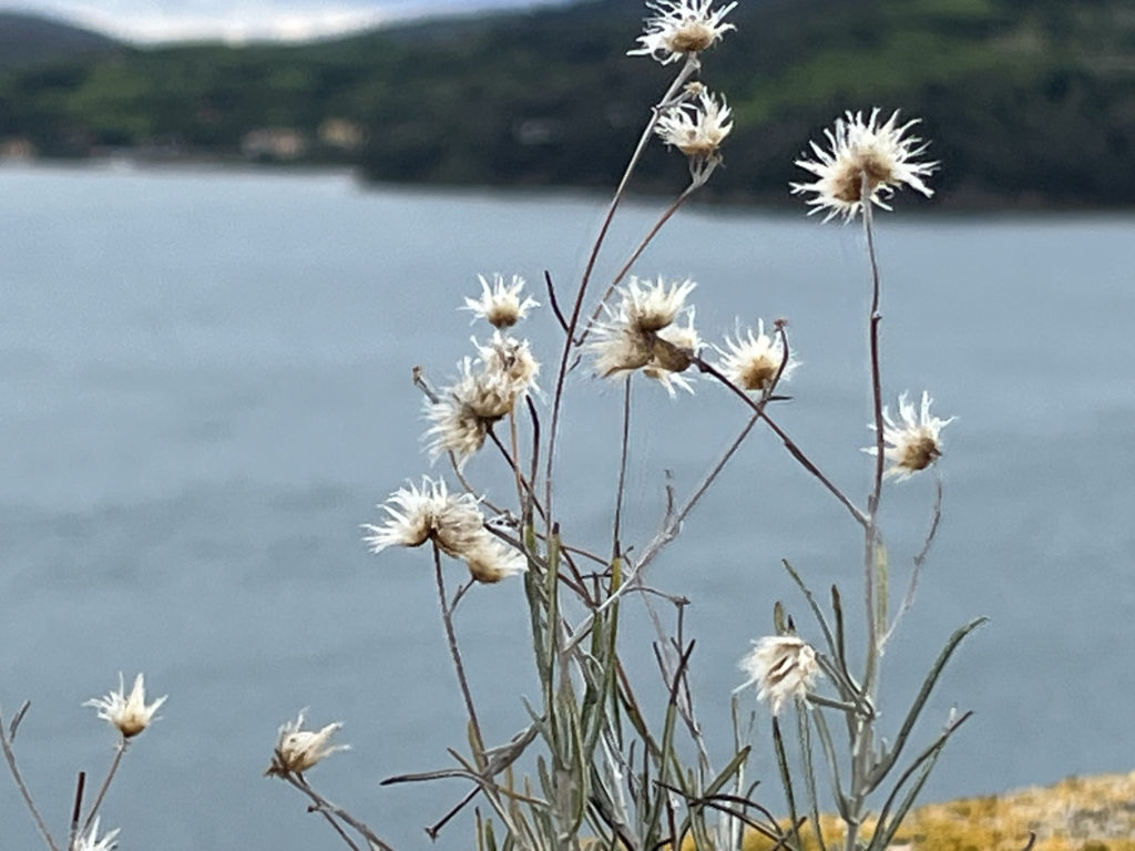 Mauerblumen am Mittelmeer © K. Schwahlen